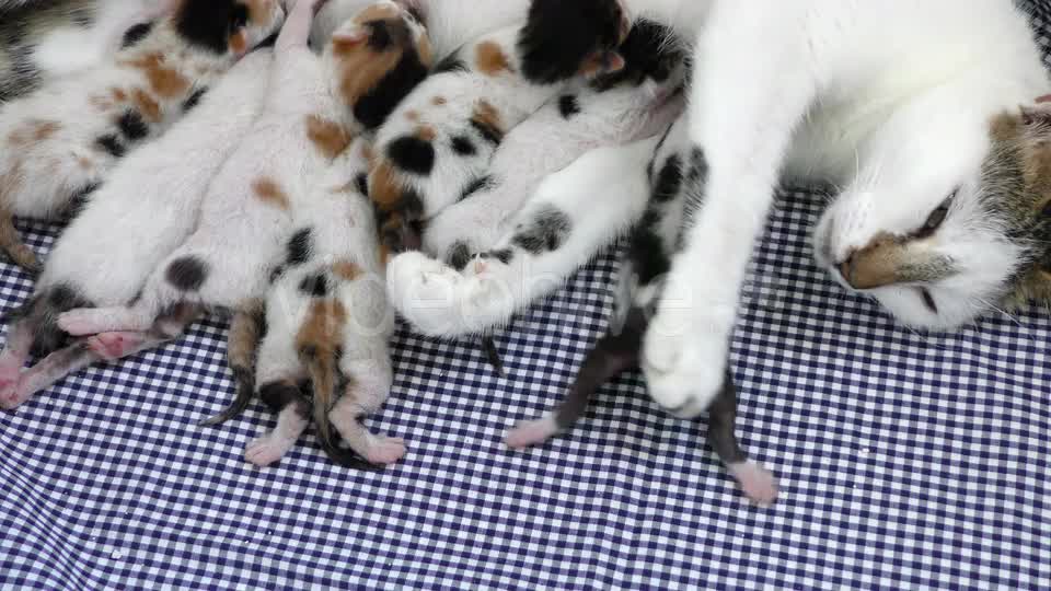 Cats being suckled