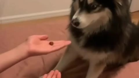 For Dog & Cat lovers