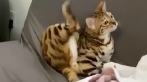 Russian Cat's Attitude