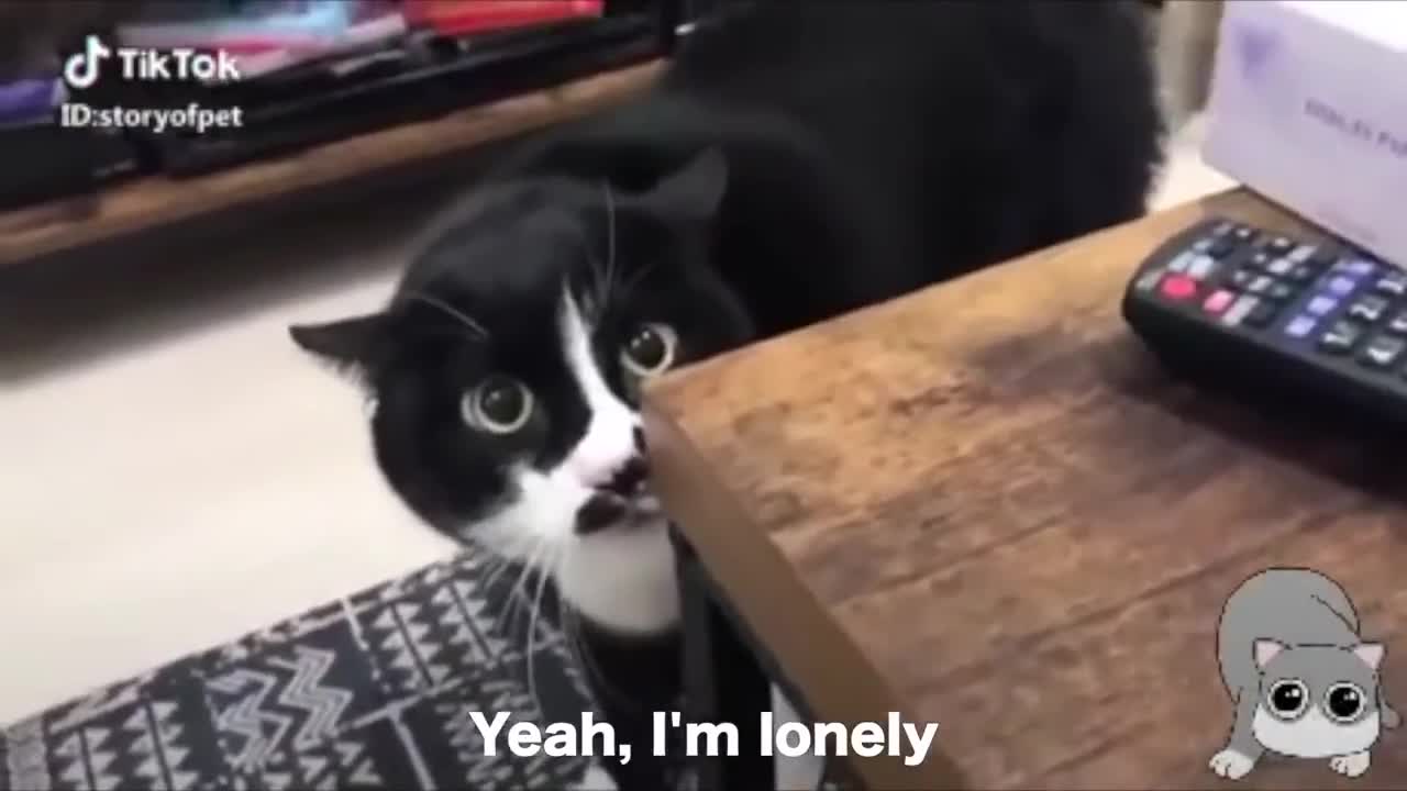 Cats talking!! there cats can speak english better than hooman