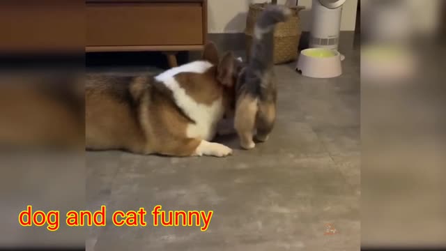 Dog and cat funny jokes