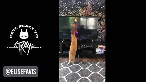Pets React to Stray How do Cats Dogs respond to Stray