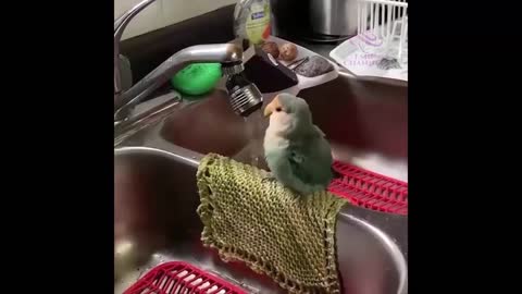 Funniest Dogs and Cats video - Awesome Funny Pet Videos