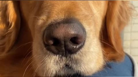 Puppy Love is forever