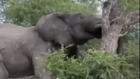 Don't annoy African elephants