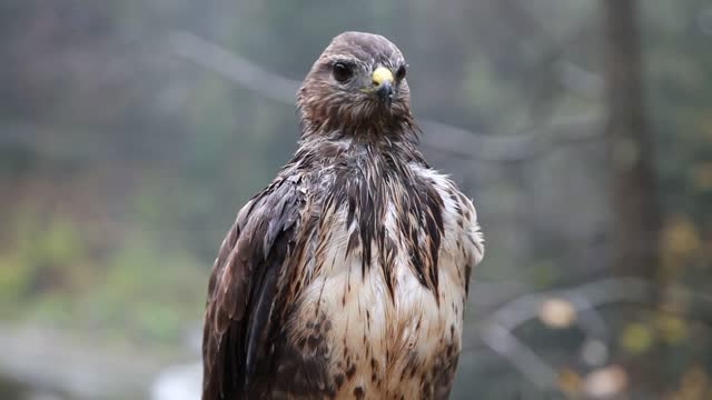 The falcon cleans itself