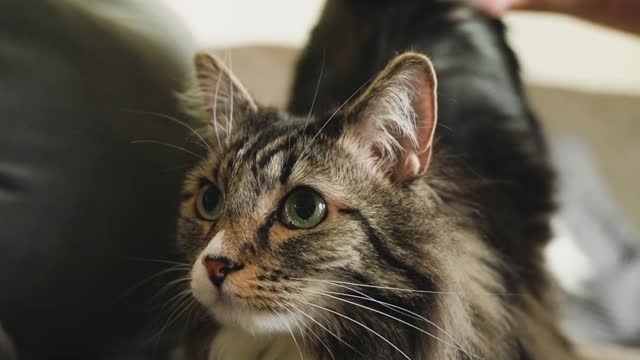 cute and cute cat