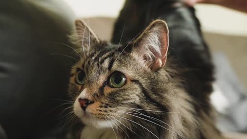 cute and cute cat