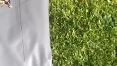 Bushy hair face plant