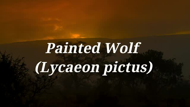 Photographing & Filming African wild dogs, Painted Wolf