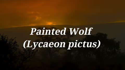 Photographing & Filming African wild dogs, Painted Wolf