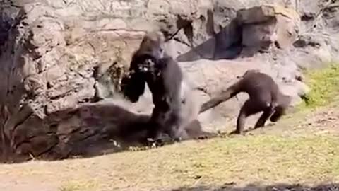 Funny monkey video