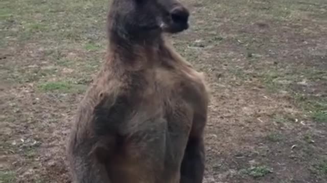 Kangaroo Fights His Own Reflection