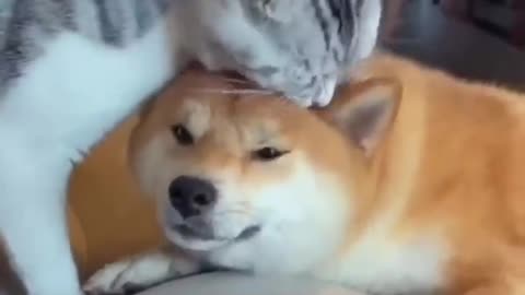 Unlikely Friendship: Astonishing Cat and Dog Duo! Short #shorts #funnymemes #syl_vester
