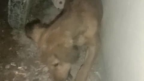 Poor dog 🐕