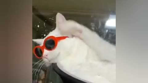 OMG😳😳|CUTE CAT😍😍😍|FUNNY CAT😂😂| SWAG CAT😎😎