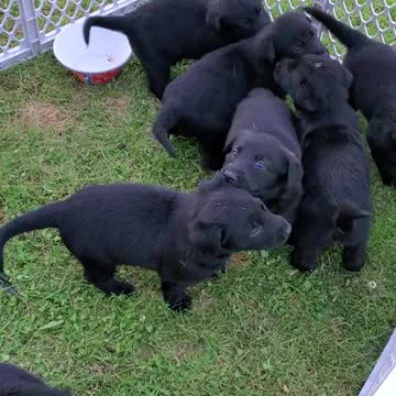 Cutest Lab German Shepard puppies