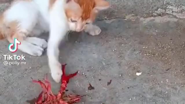 CollectionFunny Animals