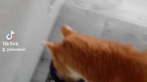 Cute older kitty
