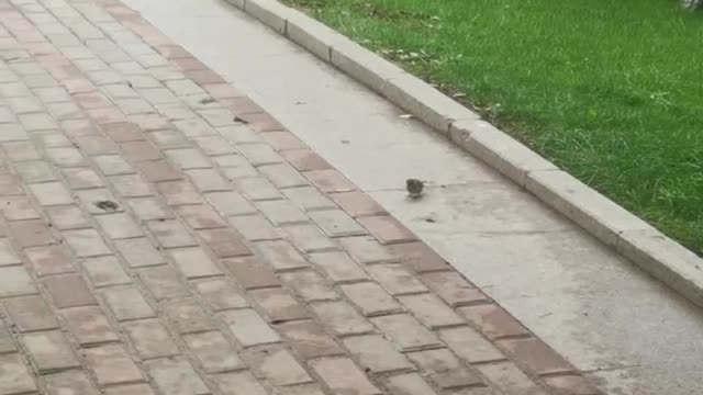bird on the road