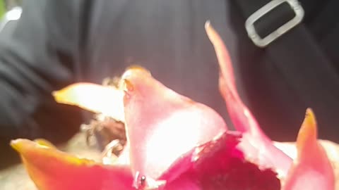 Pitahaya Daño por aves