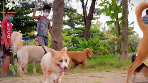 4K Quality Animal Footage - Dogs and Puppies Beautiful Scenes Episode 5 | Viral Dog Pupp