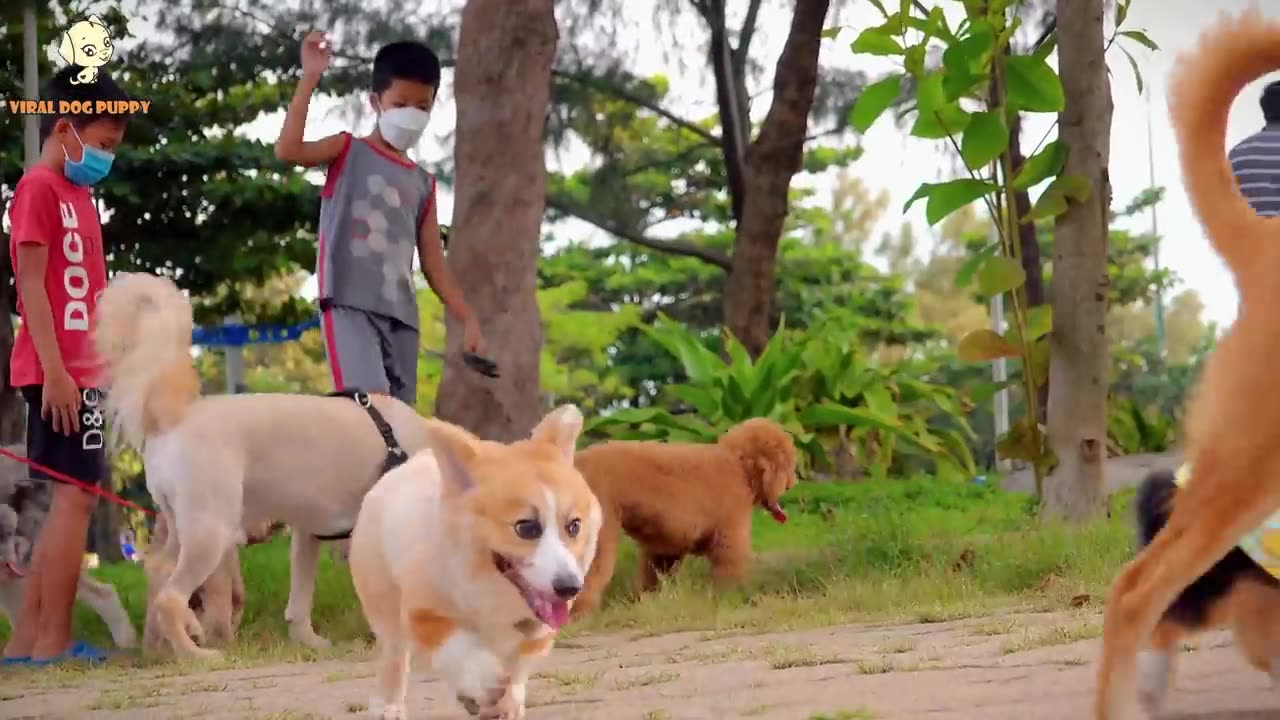 4K Quality Animal Footage - Dogs and Puppies Beautiful Scenes Episode 5 | Viral Dog Pupp