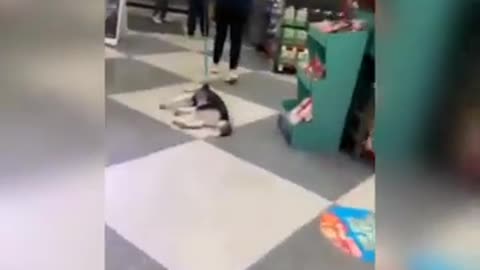 cute and adorable cat#shorts#funny