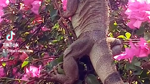 Iguana comiendo hojas de veranera