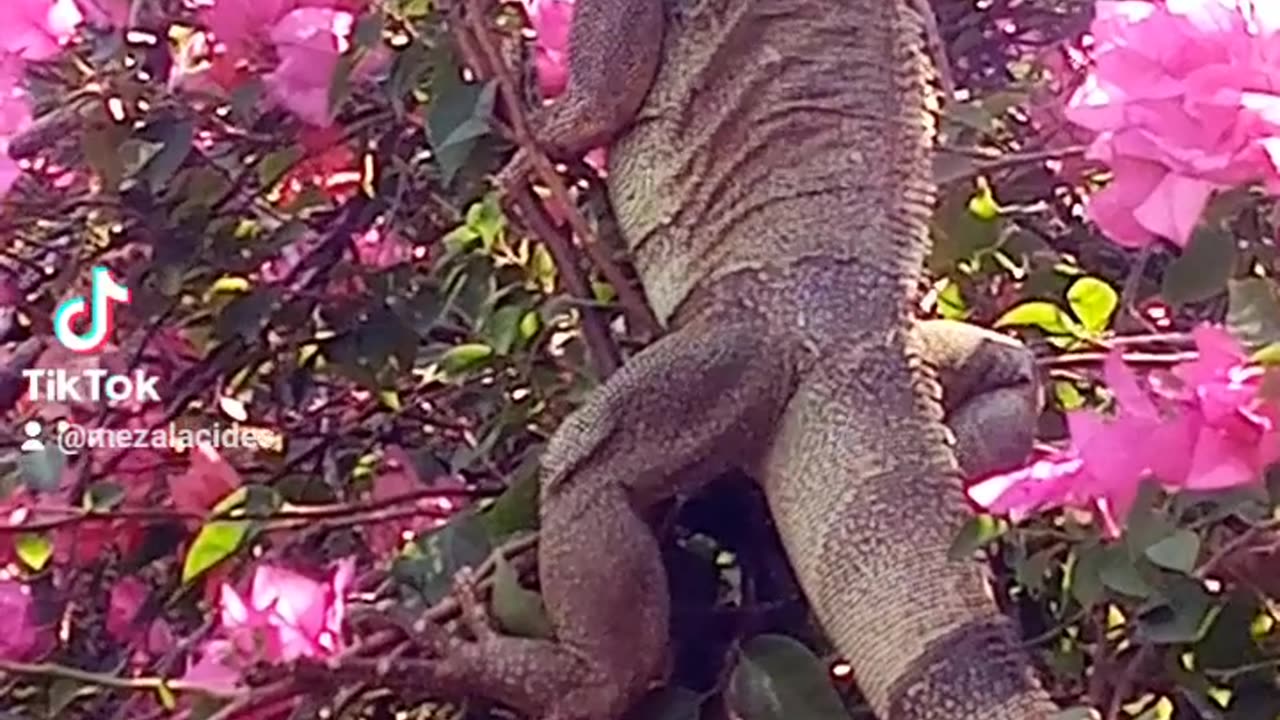 Iguana comiendo hojas de veranera