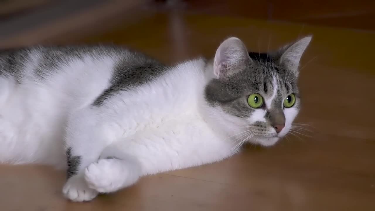 Funniest Cats 😹 - Don't try to hold back Laughter 😂 - Funny Cats Life