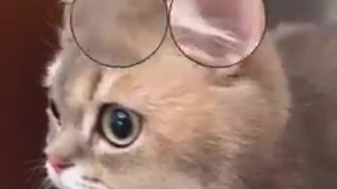 Funny Cats Compilation, Funny Cute Cats #cats | funny |