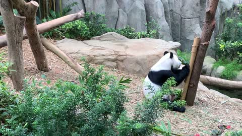 beautiful panda