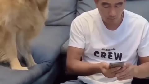 So very nice dog