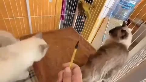 Pets bring joy to my life