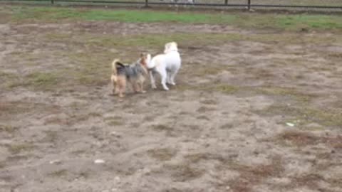 Lynn Dog Park 1