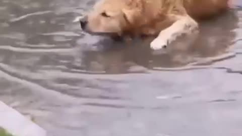 The dog relaxes in the water Funny dog