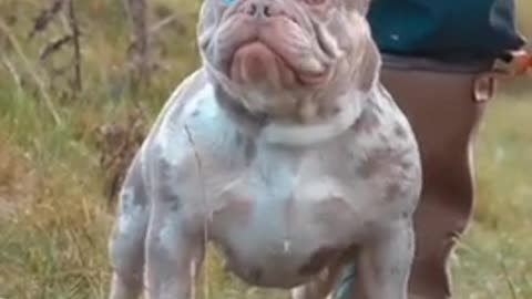 Funny funny animals animals American