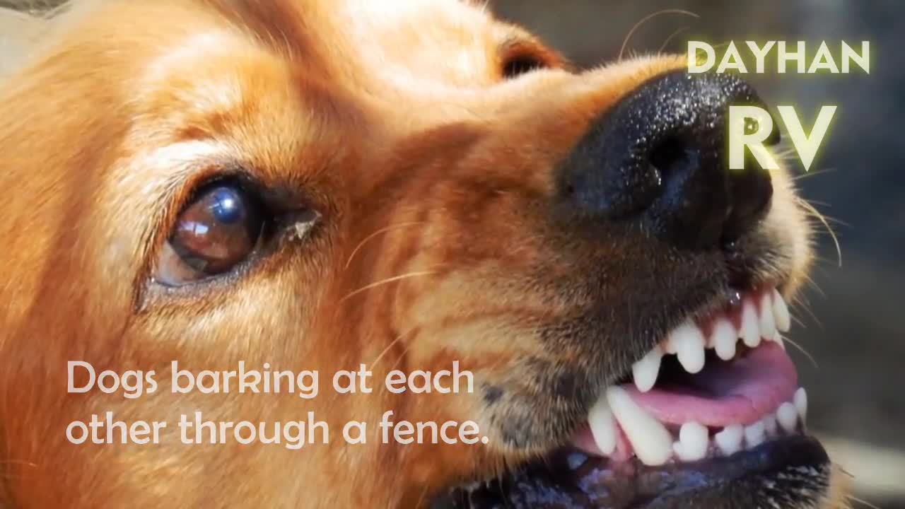 ANGRY DOGS BARKING sound effect HD