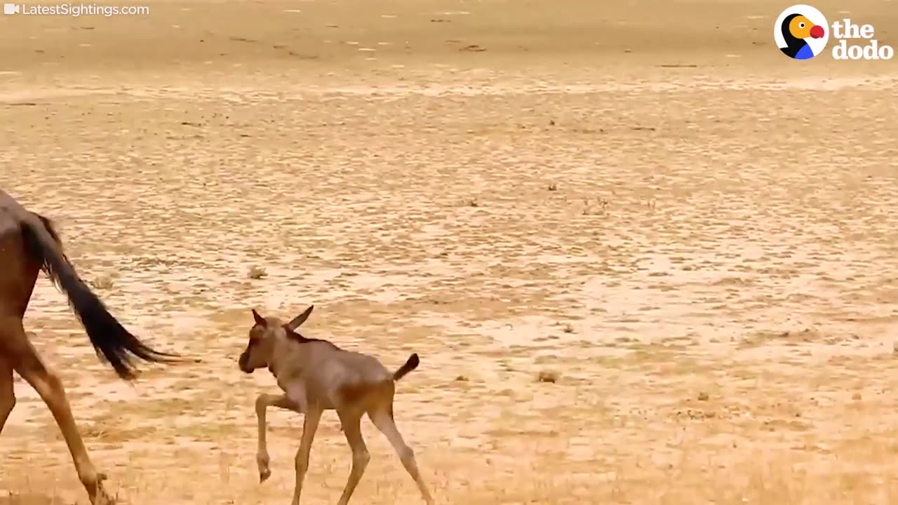 Lost Baby Wildebeest Thinks Car Is His Mom | The Dodo