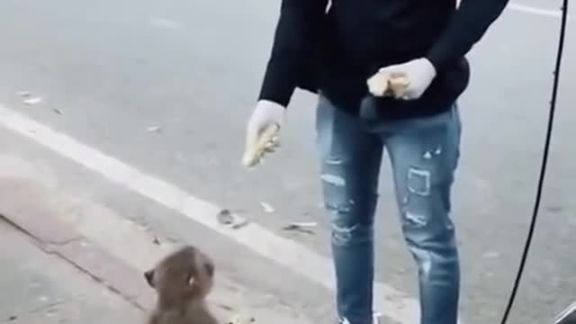 Funny Monkey Best Prank