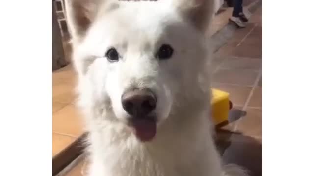 the funny dancing dog