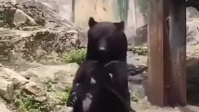 Real Life Kung Fu Panda