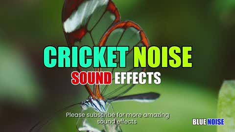 Cricket noise sound effects