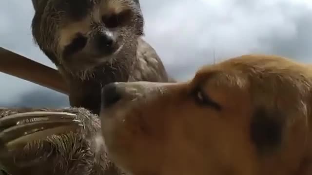 Chuwiee a rescued sloth with his best friend.