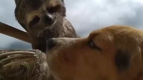 Chuwiee a rescued sloth with his best friend.