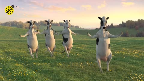 FUNNY COW DANCE !!