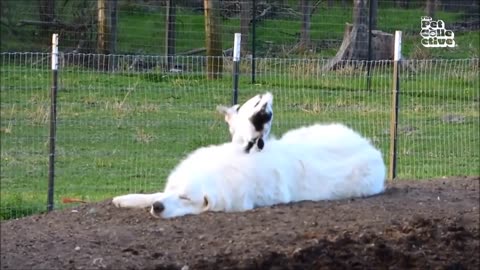 20 minutes of funniest animal compilation