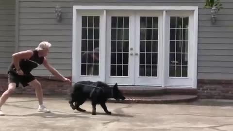 How To Make the Dog Become Fully Aggressive With Few Simple Tips Animal Revolution
