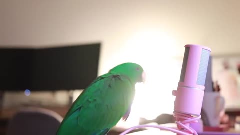 Bird Whispers Into Microphone for 5 Minutes Straight (to cure your sadness) * with subtitles *